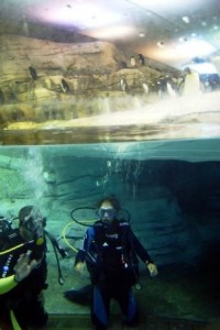  Bautismo de Buceo se realiza  durante el mes de agosto  de lunes a viernes en los siguientes horarios:  15:00 hrs.; 15:45 h; 16:30 hrs.; 17:15 horas. 