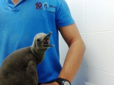 Con la llegada de la cría son ya 24 los pingüinos nacidos en la Isla de Hielo, el  gélido Pingüinario de Selwo Marina Delfinarium.