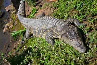 La Guardia Civil ha abierto diligencias para determinar la procedencia del animal.