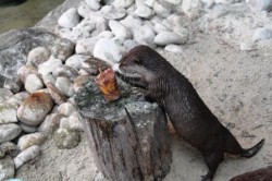 Maya tomandose un helado