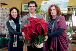 El concejal de Parques y Jardines del Ayuntamiento de Benalmádena, José Antonio Serrano, ha entregado hoy cerca de medio centenar de pascueros a la Fundación Cudeca.