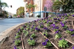 La Delegación de Parques y Jardines del Ayuntamiento de Benalmádena trabaja en estos días en el embellecimiento de las principales calles de Arroyo de la Miel y del Pueblo con la colocación de 3.500 petunias de color morado, una ornamentación floral que tiene además como objetivo crear el ambiente idóneo en las calles para recibir la Semana Santa.