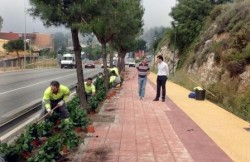 La Delegación de Parques y Jardines del Ayuntamiento de Benalmádena trabaja durante estos días en la plantación de mil pacíficos en la avenida del Cosmos, así como también más de 400 plantas con flor, principalmente lantanas y dietes.