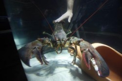 SEA LIFE Benalmádena ha indultado esta mañana a un bogavante gigante de más de 5 kilos con motivo de la presentación de la exhibición “Pinzas” dedicada a crustáceos de gran tamaño.Con esta divertida iniciativa en homenaje a la Semana Santa malagueña, el acuario ha inaugurado su nueva exposición en la que podrá verse a gigantes del mar, como  un cangrejo de más de 20 kilos y 4 metros, entre otras muchas especies. 