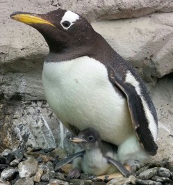 La gran familia que forma la fauna de Selwo Marina Delfinarium, en Benalmádena, ha aumentado con el nacimiento de una cría de pingüino Juanito y un pollo de flamenco rojo. Ambos bebés pueden verse en sus respectivos hábitats, donde reciben cuidados y mimos de sus progenitores, una tierna imagen que puede ser contemplada por el visitante.