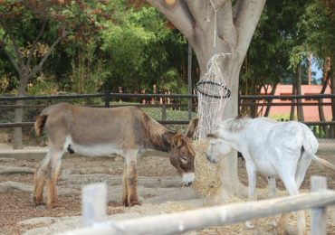 Son dos ejemplares de ocho años, recogidos tras ser abandonados en cortijos de la provincia