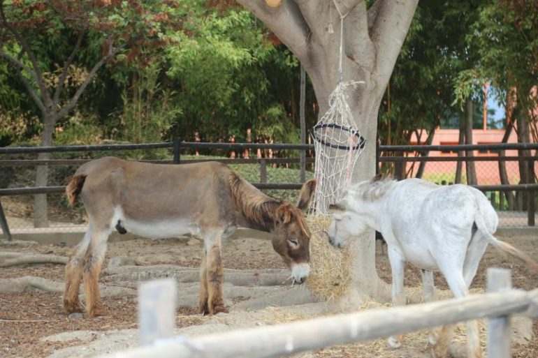 Son dos ejemplares de ocho años, recogidos tras ser abandonados en cortijos de la provincia