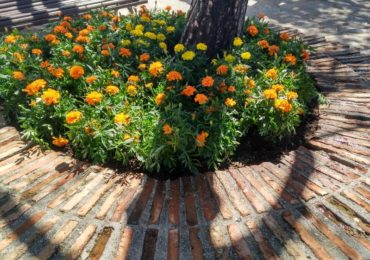 Se han plantado un total de 200 tagletes en las siete primeras jardineras de este entorno