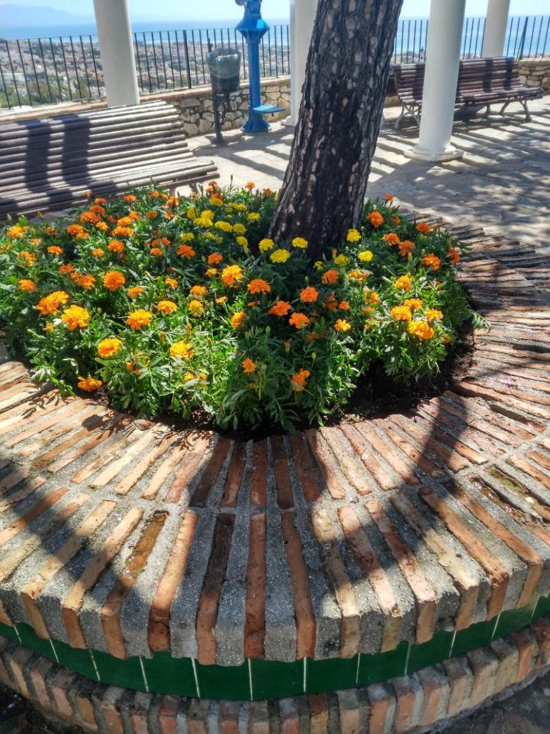 Se han plantado un total de 200 tagletes en las siete primeras jardineras de este entorno