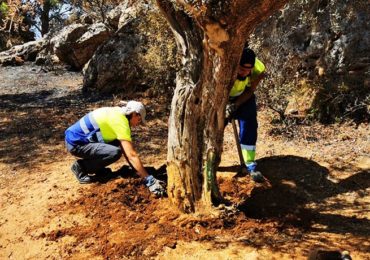 La edil ha anunciado que desde Festejos “ya estamos trabajando en la mejora y reorganización del espacio de cara a la celebración de El Paso en 2020”.