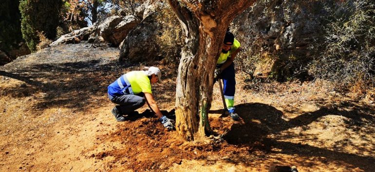 La edil ha anunciado que desde Festejos “ya estamos trabajando en la mejora y reorganización del espacio de cara a la celebración de El Paso en 2020”.