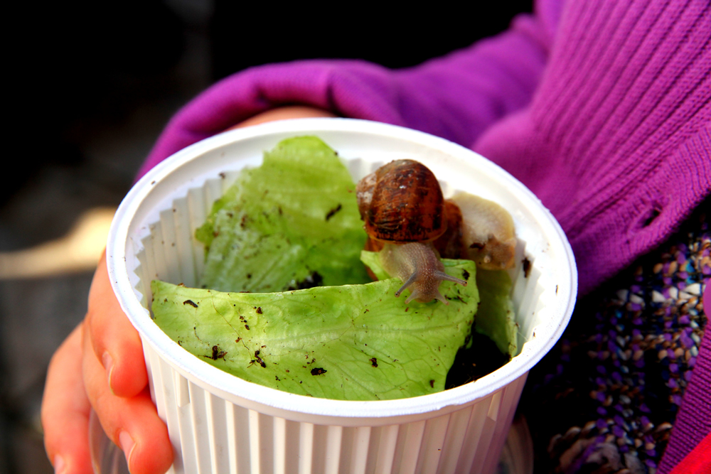 20130120 San Anton Arroyo de la Miel (3) Caracol