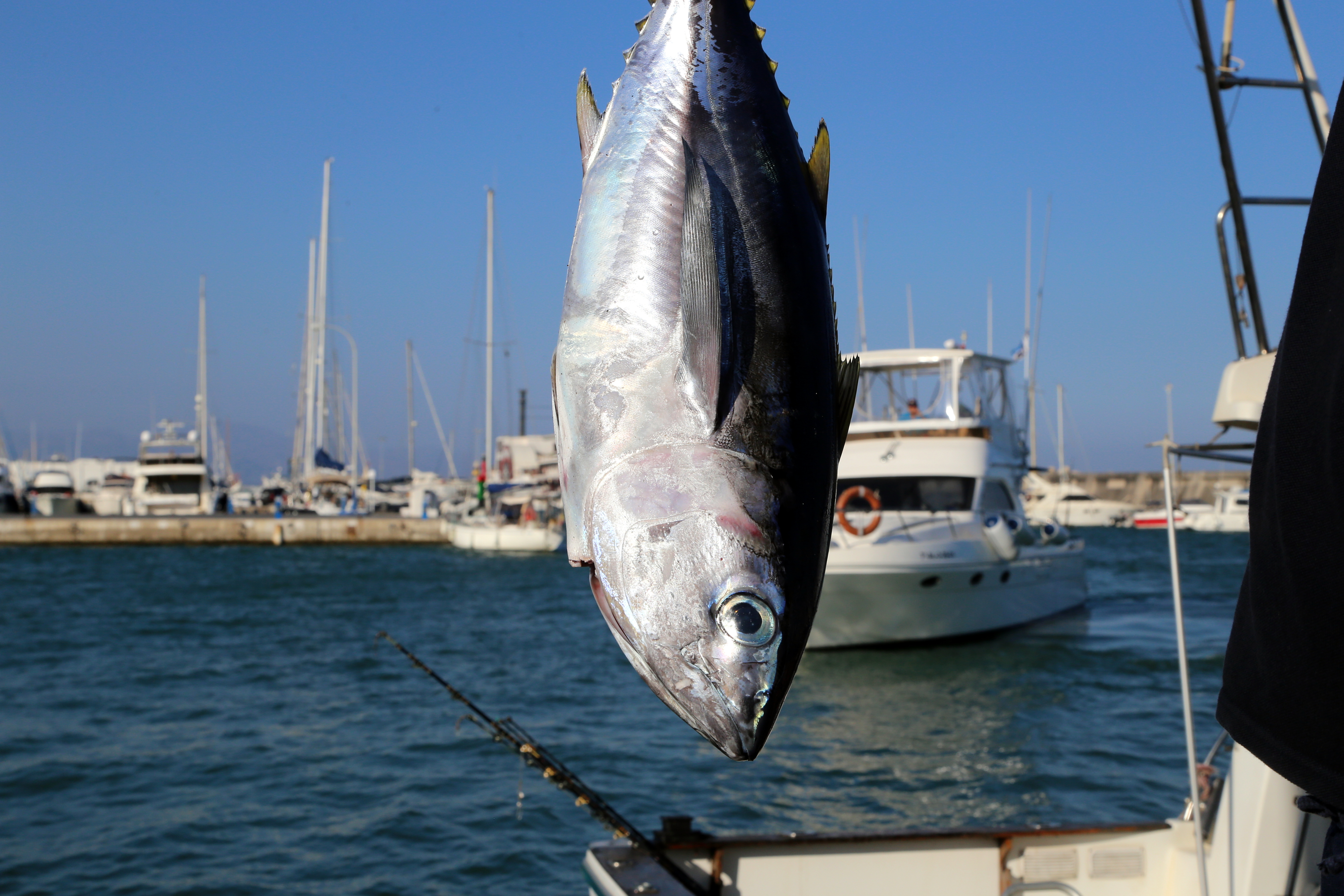 XXII TORNEO DE PESCA DE ALTURA