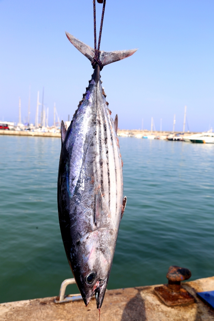 20170827 Pesca de Altura 2017  (17)