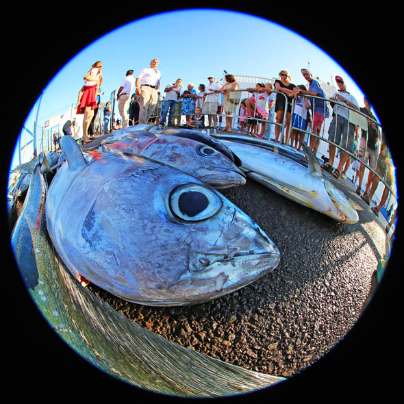 XXII TORNEO DE PESCA DE ALTURA DE BENALMADENA 9