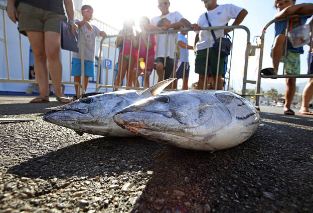 XXI TORNEO PESCA ALTURA 2014 EN PUERTO DEPORTIVO BENALMADENA 24