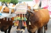 20160807 ROMERIA BENALMADNEA PUEBLO (28) 20160807 ROMERIA BENALMADNEA PUEBLO (28)