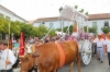 20160807 ROMERIA BENALMADNEA PUEBLO (64)