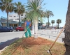 20120524 REPLANTACION PALMERAS EN PUERTO DEPORTIVO BENALMADENA 20120524 REPLANTACION PALMERAS EN PUERTO DEPORTIVO BENALMADENA