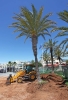 20120524 REPLANTACION PALMERAS EN PUERTO DEPORTIVO BENALMADENA 1