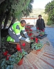 CONCEJAL PARQUE Y JARDINES ASISTE COLOCACION FLORES NAVIDEÑAS EN BENALMADENA PUEBLO CONCEJAL PARQUE Y JARDINES ASISTE COLOCACION FLORES NAVIDEÑAS EN BENALMADENA PUEBLO