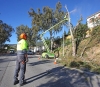 TALA EUCALIPTOS EN AVENIDA VERACRUZ 2