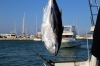XXII TORNEO DE PESCA DE ALTURA