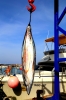 20170826 Pesca de Altura (18) 20170826 Pesca de Altura (18)