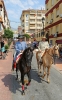 ROMERIA SAN JUAN 2014 16 ROMERIA SAN JUAN 2014 16