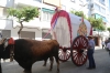20180617 Romeria San Juan 2018 (95) 20180617 Romeria San Juan 2018 (95)